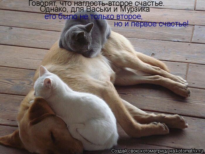 Говорят, что наглость-второе счастье. Однако, для Васьки и Мурзика ето было не только второе, но и пе... Котоматрица: Говорят, что наглость-второе счастье. Однако, для Васьки и Мурзика ето было не только второе, но и первое счастье!