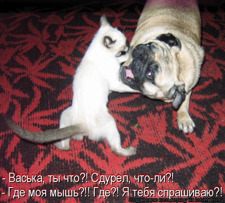 - Васька, ты что?! Сдурел, что-ли?! - Васька, ты что?! Сдурел, что-ли?! - Где моя мышь?!! Где?! Я теб... Котоматрица: - Васька, ты что?! Сдурел, что-ли?! - Васька, ты что?! Сдурел, что-ли?! - Где моя мышь?!! Где?! Я тебя спрашиваю?! - Где моя мышь?!! Где?! Я тебя спра