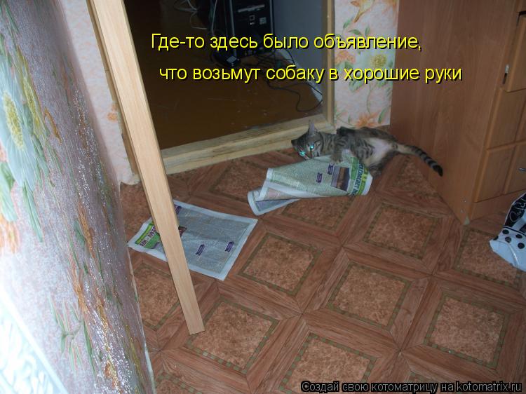Где-то здесь было объявление, что возьмут собаку в хорошие руки... Котоматрица: Где-то здесь было объявление, что возьмут собаку в хорошие руки