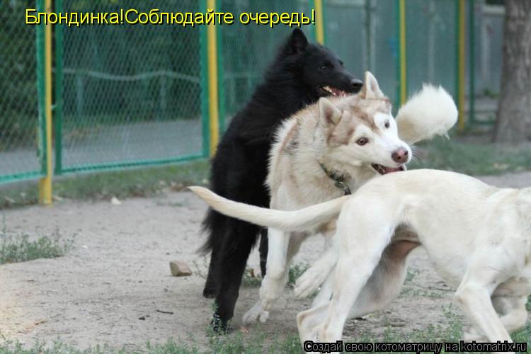 Блондинка!Соблюдайте очередь!... Котоматрица: Блондинка!Соблюдайте очередь!