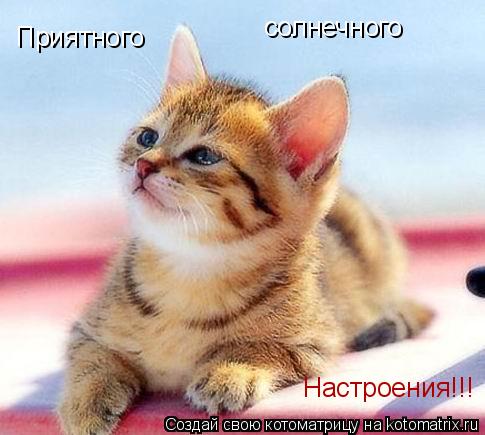 Котоматрица: Приятного солнечного Настроения!!!