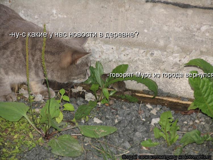 Котоматрица: -ну-с какие у нас новости в деревне? -говорят Мурз из города вернулся.