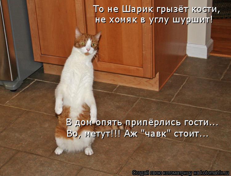 То не Шарик грызёт кости, не хомяк в углу шуршит! В дом опять припёрлись гости….. Во, метут!!! Аж "ча... Котоматрица: То не Шарик грызёт кости, не хомяк в углу шуршит! В дом опять припёрлись гости….. Во, метут!!! Аж "чавк" стоит…..