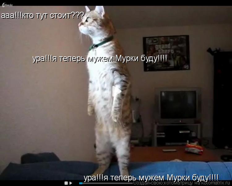 Котоматрица: ааа!!!кто тут стоит??? ура!!!я теперь мужем Мурки буду!!!! ура!!!я теперь мужем Мурки буду!!!!