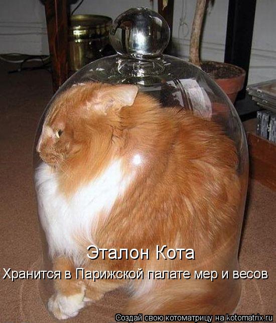 Котоматрица: Эталон Кота Хранится в Парижской палате мер и весов