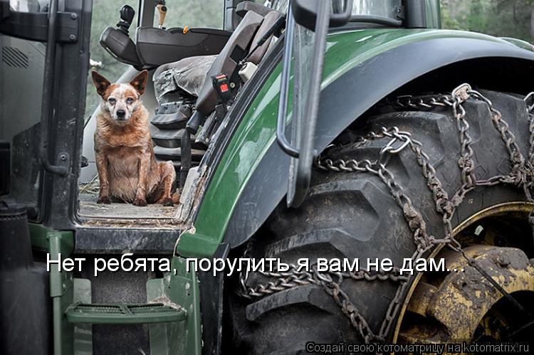 Котоматрица: Нет ребята, порулить я вам не дам...