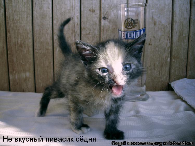 Котоматрица: Не вкусный пивасик сёдня