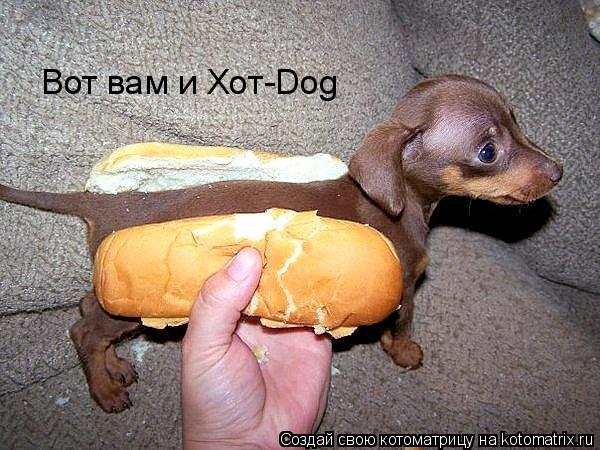 Вот вам и Хот-Dog... Котоматрица: Вот вам и Хот-Dog