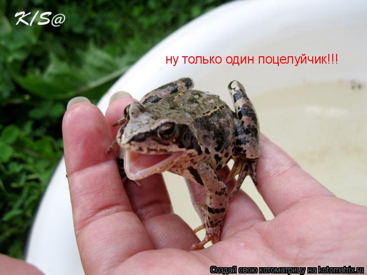 ну только один поцелуйчик!!!... Котоматрица: ну только один поцелуйчик!!!
