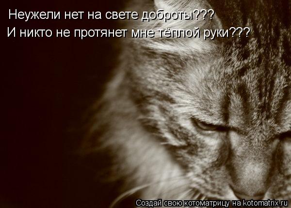 Неужели нет на свете доброты??? И никто не протянет мне тёплой руки???... Котоматрица: Неужели нет на свете доброты??? И никто не протянет мне тёплой руки???