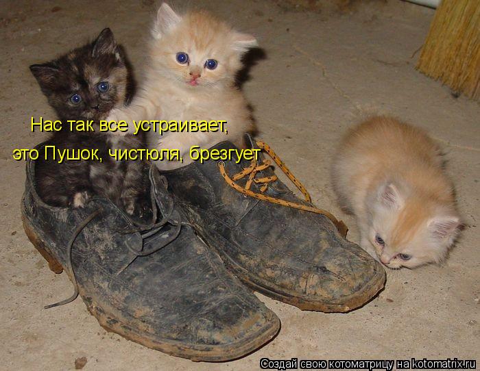 Нас так все устраивает, это Пушок, чистюля, брезгует... Котоматрица: Нас так все устраивает, это Пушок, чистюля, брезгует