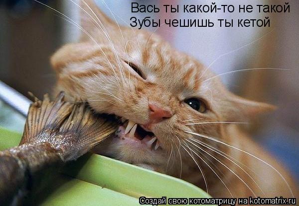 Вась ты какой-то не такой Зубы чешишь ты кетой... Котоматрица: Вась ты какой-то не такой Зубы чешишь ты кетой