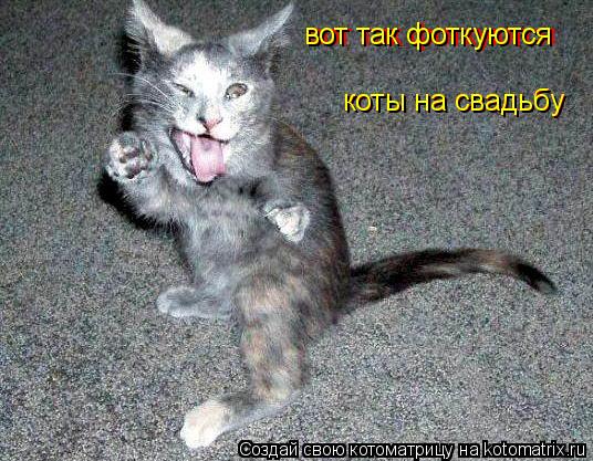 вот так фоткуются коты на свадьбу коты на свадьбу вот так фоткуются... Котоматрица: вот так фоткуются коты на свадьбу коты на свадьбу вот так фоткуются