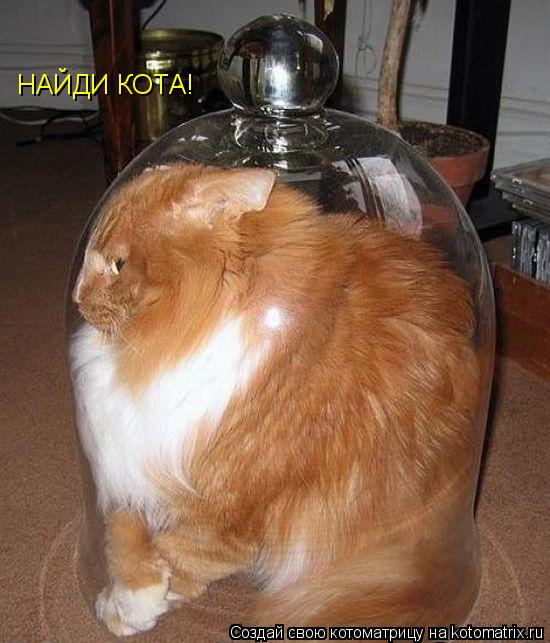 НАЙДИ КОТА!... Котоматрица: НАЙДИ КОТА!