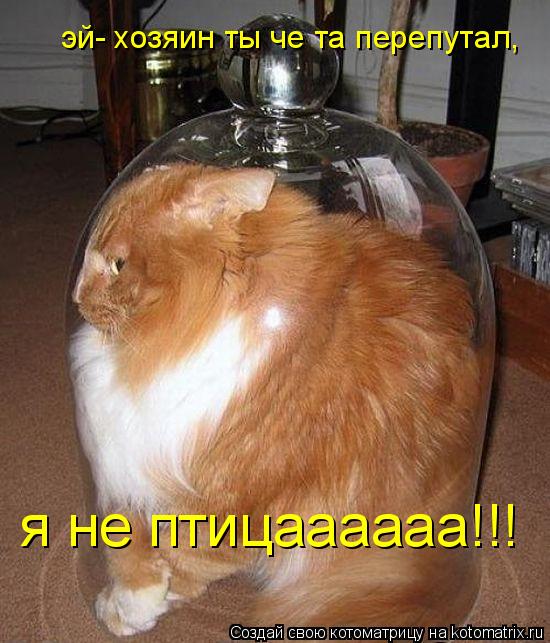 эй- хозяин ты че та перепутал, я не птицаааааа!!!... Котоматрица: эй- хозяин ты че та перепутал, я не птицаааааа!!!