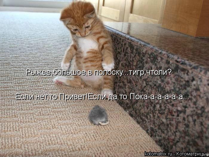 Рыжее,большое,в полоску...тигр,чтоли? Если нет,то Привет!Если да,то Пока-а-а-а-а-а...... Котоматрица: Рыжее,большое,в полоску...тигр,чтоли? Если нет,то Привет!Если да,то Пока-а-а-а-а-а...