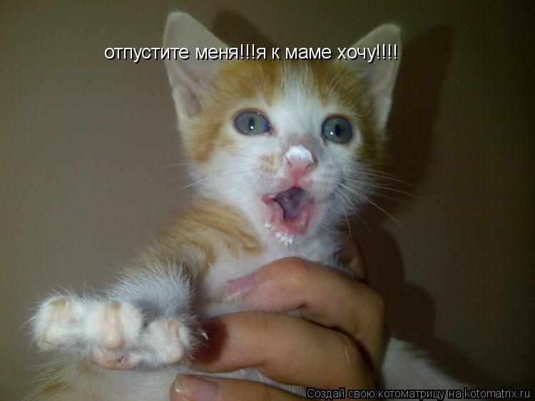 отпустите меня!!!я к маме хочу!!!!... Котоматрица: отпустите меня!!!я к маме хочу!!!!