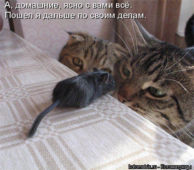 А, домашние, ясно с вами всё. Пошел я дальше по своим делам.... Котоматрица: А, домашние, ясно с вами всё. Пошел я дальше по своим делам.