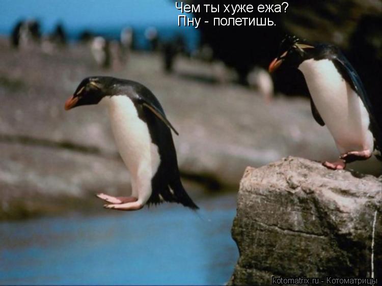 Чем ты хуже ежа? Пну - полетишь.... Котоматрица: Чем ты хуже ежа? Пну - полетишь.