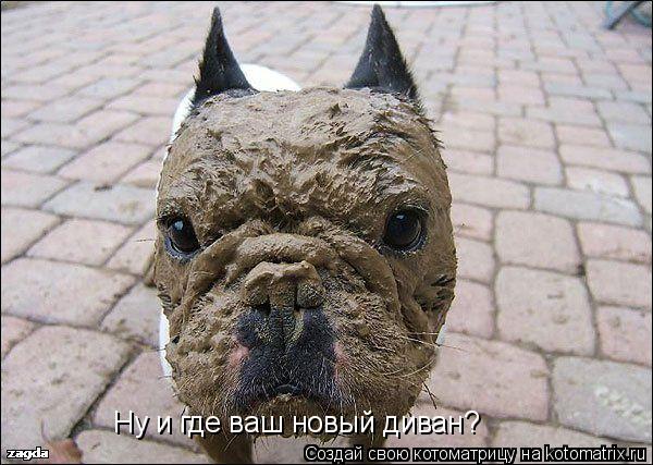 Ну и где ваш новый диван?... Котоматрица: Ну и где ваш новый диван?