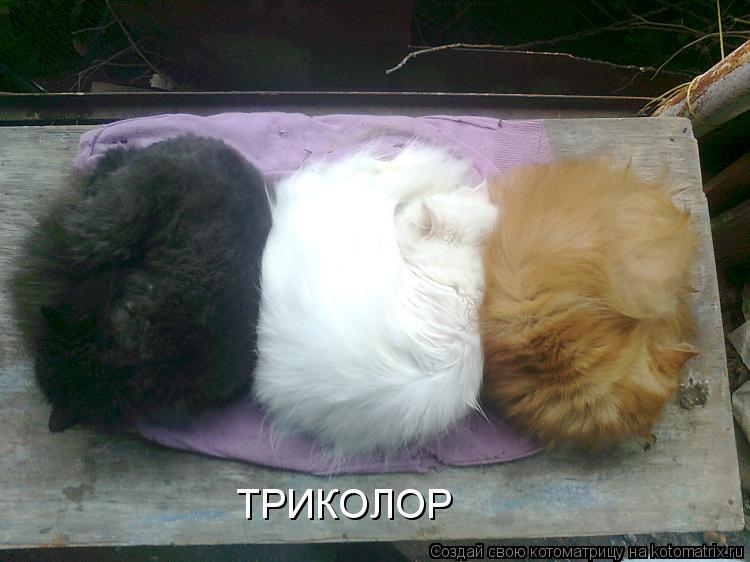ТРИКОЛОР... Котоматрица: ТРИКОЛОР