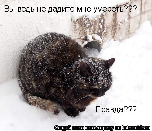 Вы ведь не дадите мне умереть??? Правда???... Котоматрица: Вы ведь не дадите мне умереть??? Правда???