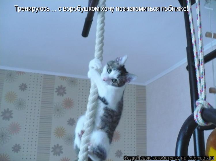Тренируюсь ... с воробушком хочу познакомиться поближе!... Котоматрица: Тренируюсь ... с воробушком хочу познакомиться поближе!