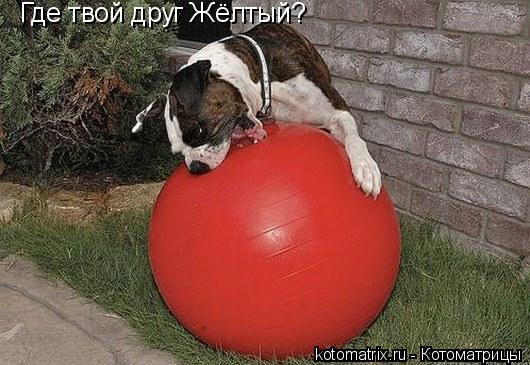 Где твой друг Жёлтый?... Котоматрица: Где твой друг Жёлтый?