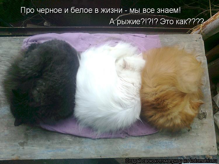 Про черное и белое в жизни - мы все знаем! А рыжие?!?!? Это как????... Котоматрица: Про черное и белое в жизни - мы все знаем! А рыжие?!?!? Это как????