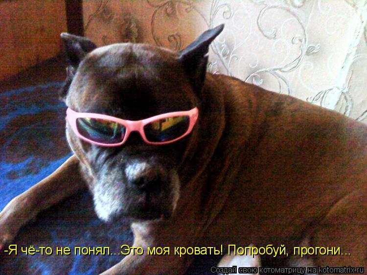 -Я чё-то не понял...Это моя кровать! Попробуй, прогони...... Котоматрица: -Я чё-то не понял...Это моя кровать! Попробуй, прогони...