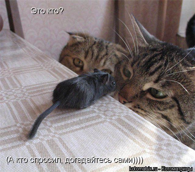 Это кто? (А кто спросил, догадайтесь сами))))... Котоматрица: Это кто? (А кто спросил, догадайтесь сами))))