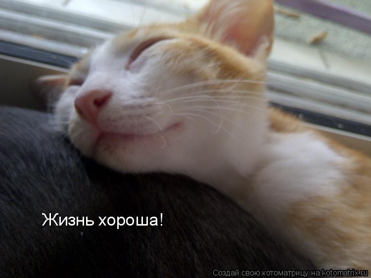 Жизнь хороша!... Котоматрица: Жизнь хороша!