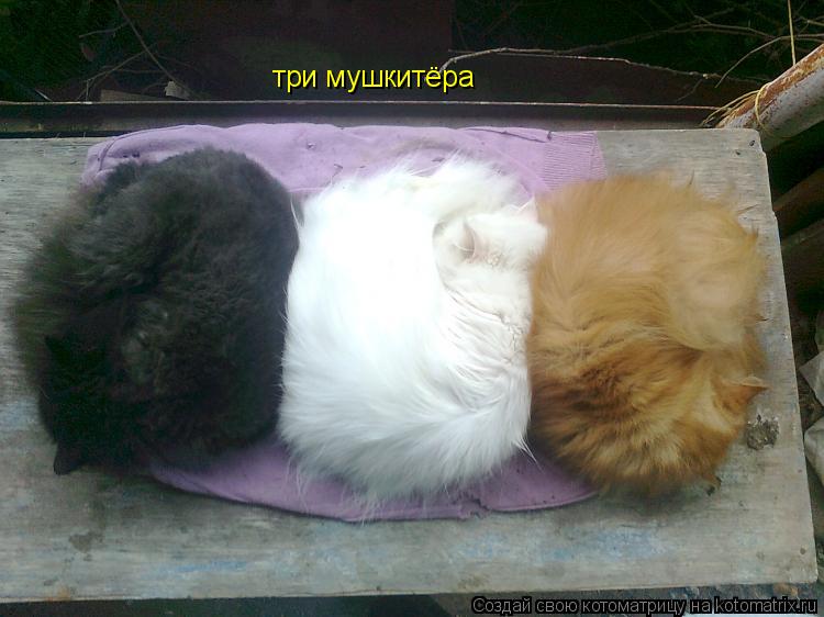три мушкитёра... Котоматрица: три мушкитёра