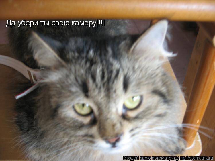 Да убери ты свою камеру!!!!... Котоматрица: Да убери ты свою камеру!!!!
