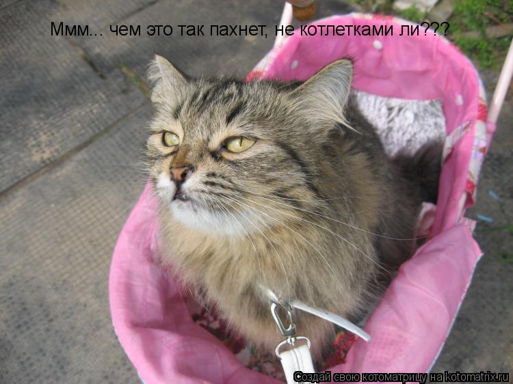 Ммм... чем это так пахнет, не котлетками ли???... Котоматрица: Ммм... чем это так пахнет, не котлетками ли???