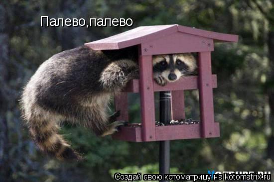 Палево,палево... Котоматрица: Палево,палево