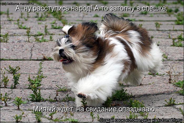 А, ну расступись народ! А то затопчу в спешке. Милый ждёт, на свидание опаздываю.... Котоматрица: А, ну расступись народ! А то затопчу в спешке. Милый ждёт, на свидание опаздываю.