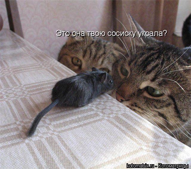 Это она твою сосиску украла?... Котоматрица: Это она твою сосиску украла?