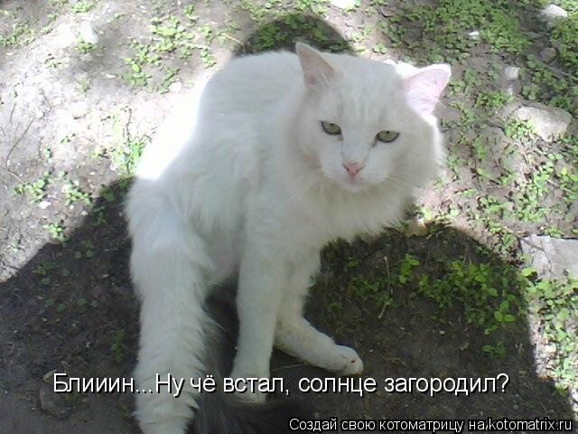 Блииин...Ну чё встал, солнце загородил?... Котоматрица: Блииин...Ну чё встал, солнце загородил?
