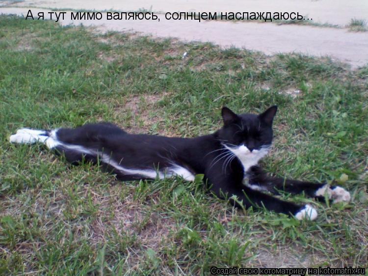 А я тут мимо валяюсь, солнцем наслаждаюсь...... Котоматрица: А я тут мимо валяюсь, солнцем наслаждаюсь...