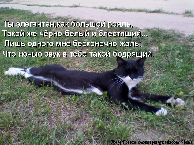 Ты элегантен,как большой рояль, Такой же чёрно-белый и блестящий... Что ночью звук в тебе такой бодря... Котоматрица: Ты элегантен,как большой рояль, Такой же чёрно-белый и блестящий... Что ночью звук в тебе такой бодрящий. Лишь одного мне бесконечно жаль:
