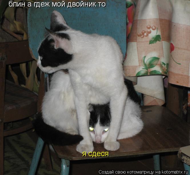 блин а гдеж мой двойник то я сдеся... Котоматрица: блин а гдеж мой двойник то я сдеся