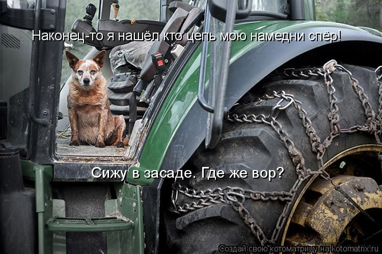 Наконец-то я нашёл кто цепь мою намедни спёр! Сижу в засаде. Где же вор?... Котоматрица: Наконец-то я нашёл кто цепь мою намедни спёр! Сижу в засаде. Где же вор?