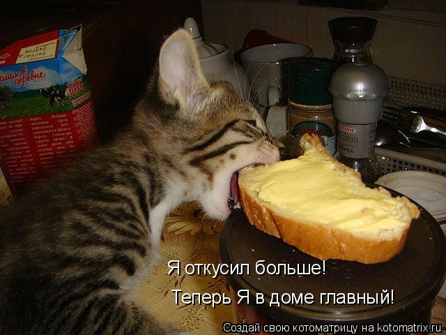 Я откусил больше! Теперь Я в доме главный!... Котоматрица: Я откусил больше! Теперь Я в доме главный!