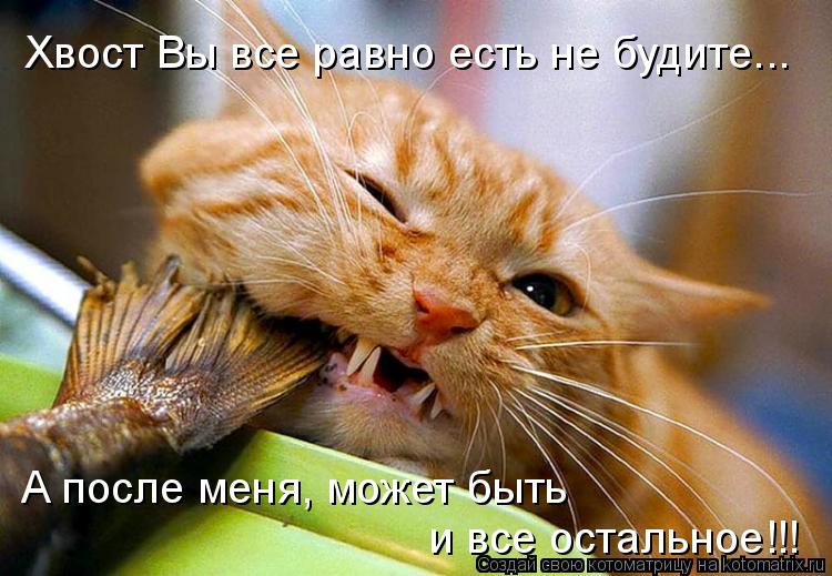 Котоматрица: Хвост Вы все равно есть не будите... А после меня, может быть  и все остальное!!!
