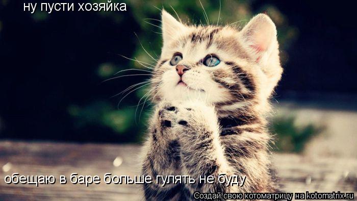 ну пусти хозяйка обещаю в баре больше гулять не буду... Котоматрица: ну пусти хозяйка обещаю в баре больше гулять не буду