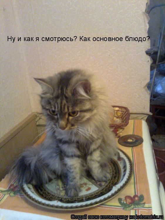 Ну и как я смотрюсь? Как основное блюдо?... Котоматрица: Ну и как я смотрюсь? Как основное блюдо?