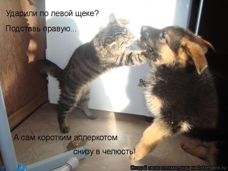 Ударили по левой щеке? Подставь правую... А сам коротким апперкотом снизу в челюсть!... Котоматрица: Ударили по левой щеке? Подставь правую... А сам коротким апперкотом снизу в челюсть!