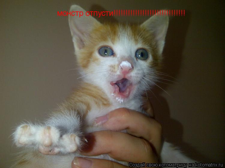 монстр отпусти!!!!!!!!!!!!!!!!!!!!!!!!!!!!!!... Котоматрица: монстр отпусти!!!!!!!!!!!!!!!!!!!!!!!!!!!!!!