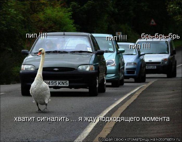 хватит сигналить ... я жду подходящего момента пип !!!! пип !!!! пип !!!! брь-брь-брь !!!!!... Котоматрица: хватит сигналить ... я жду подходящего момента пип !!!! пип !!!! пип !!!! брь-брь-брь !!!!!